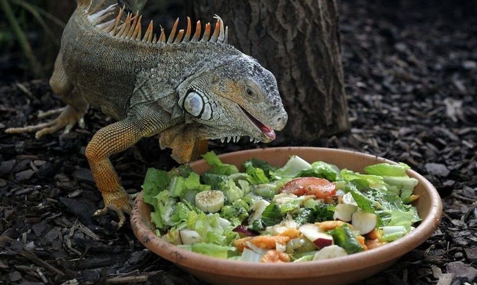 Фотография из интернета