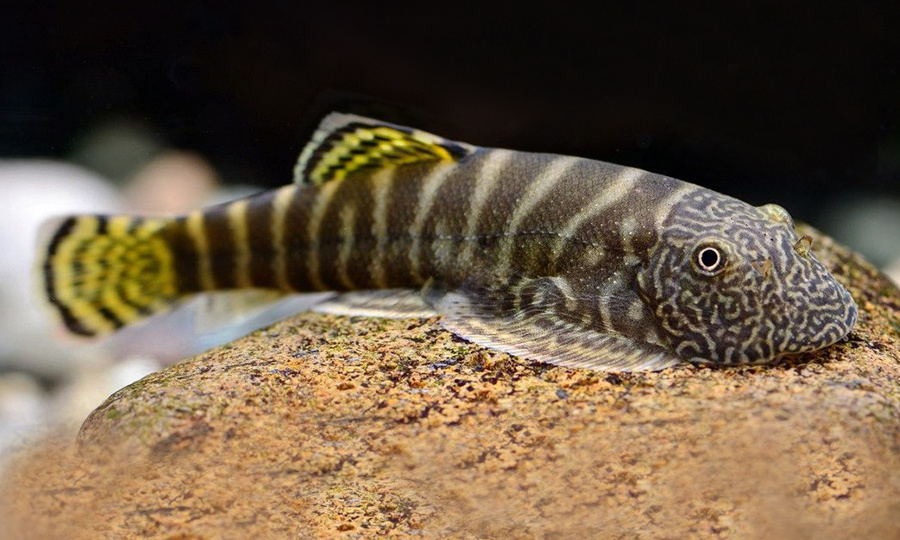 ПОБЕДА НАД ВОДОРОСЛЯМИ!