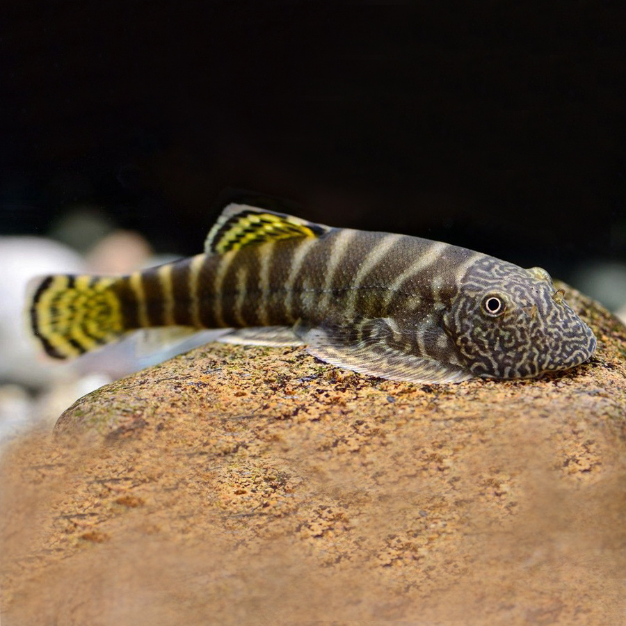 Гастромизон вириозус