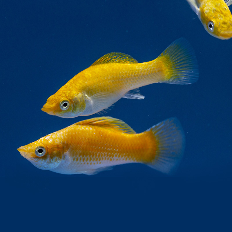 Моллинезия золотая