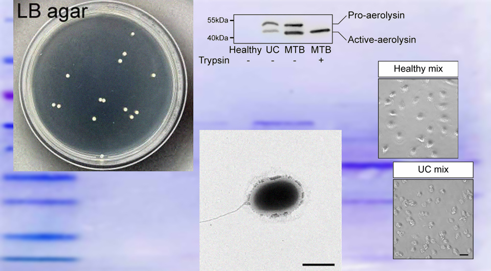  N + 1; Zhihui Jiang et al. / Science, 2025