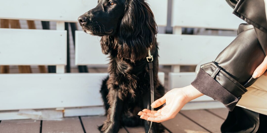 Ваша собака вас не «уважает» — и это нормально! Кинологи объясняют почему