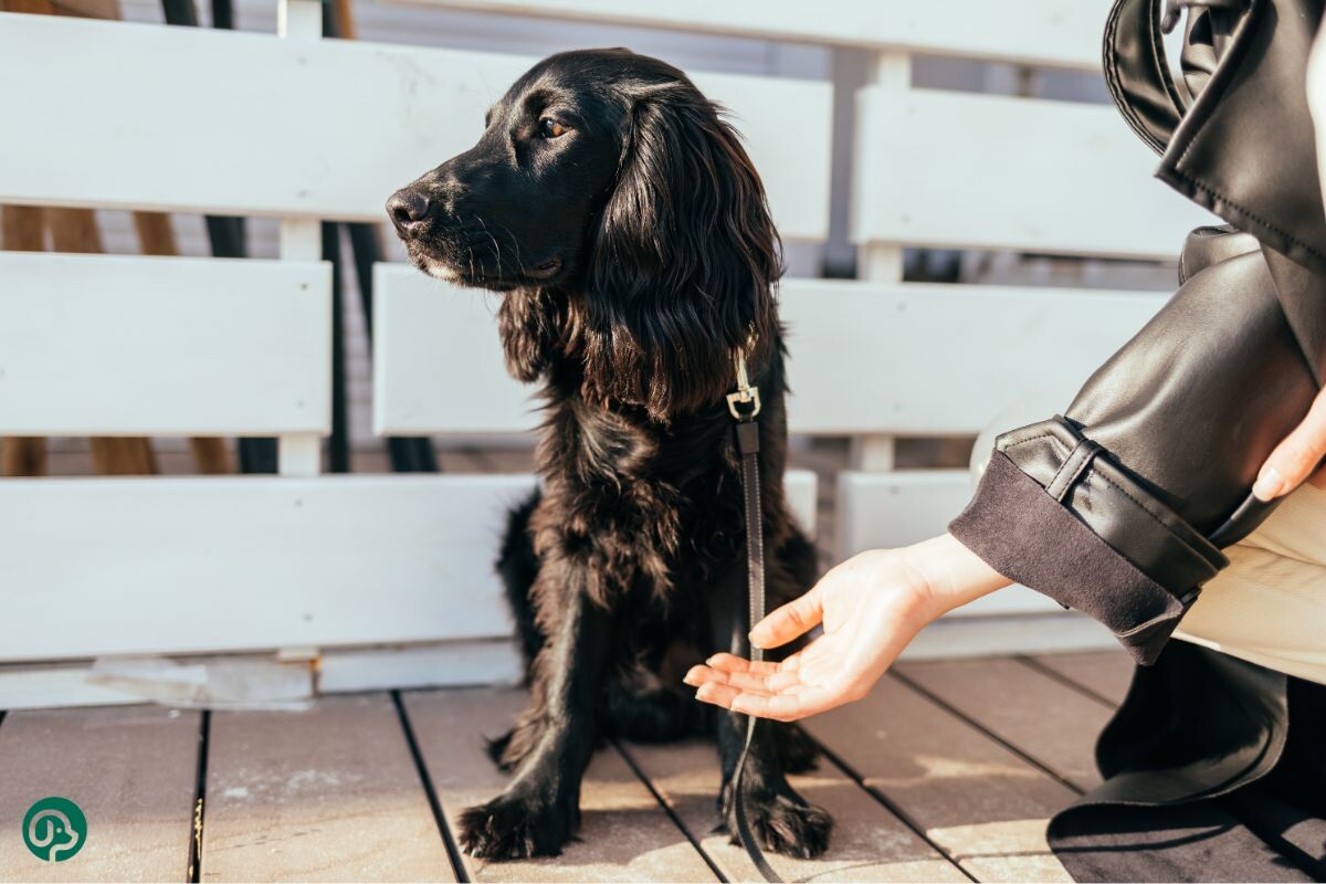 Собака игнорирует руку хозяйки 