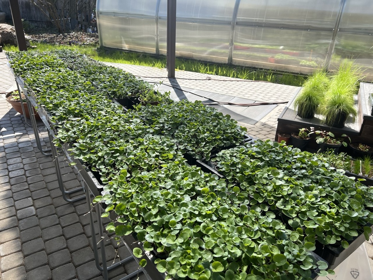 👆К слову о количестве выращиваемой дихондры