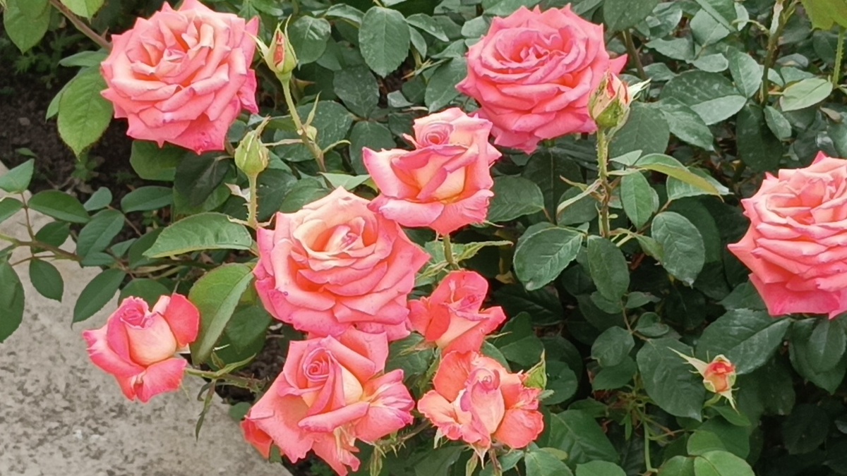 Роза Визион (Вижн) (Vision)