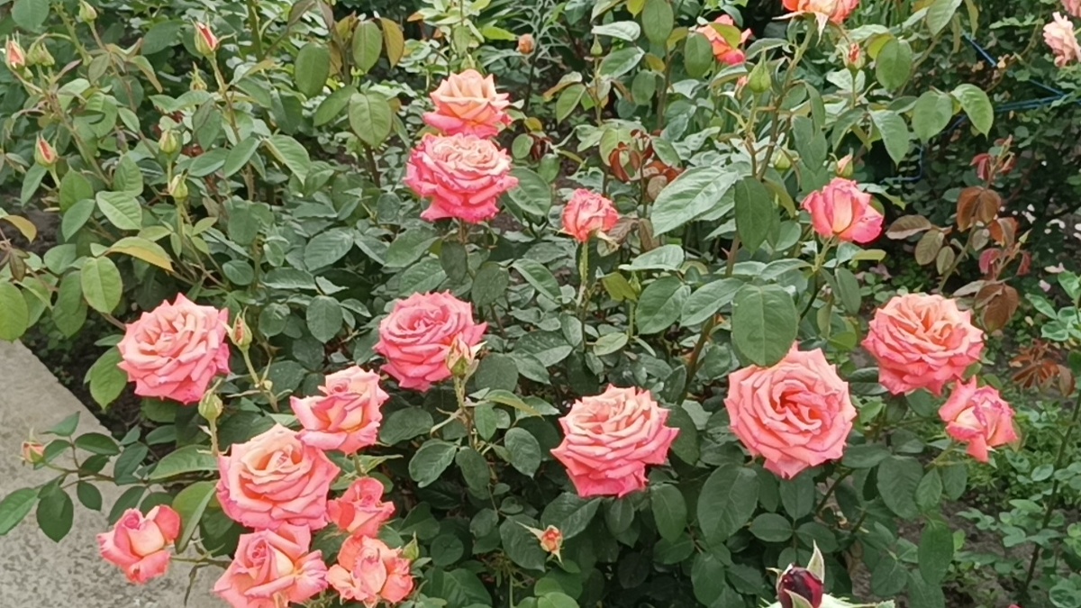 Роза Визион (Вижн) (Vision)