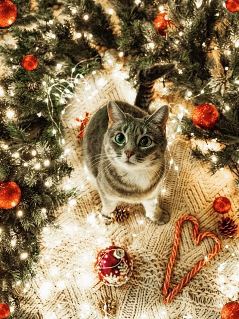 Можно устроить фотосессию со своим питомцем!