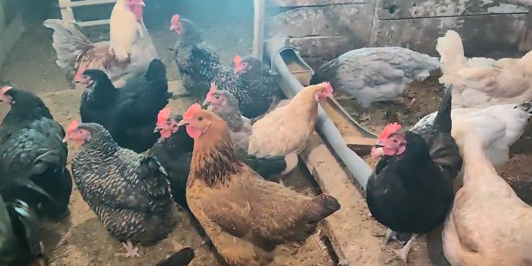 Диета для зажиревших кур