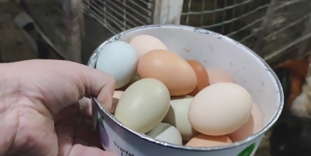 Горчица в рационе кур: как влияет на яйценоскость