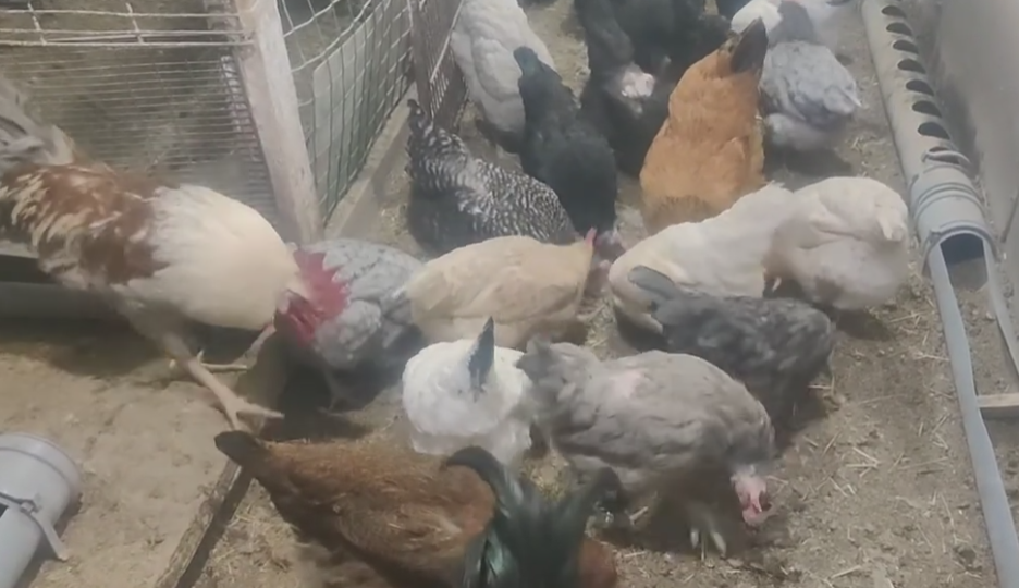 Как я спасаю кур с помощью соды