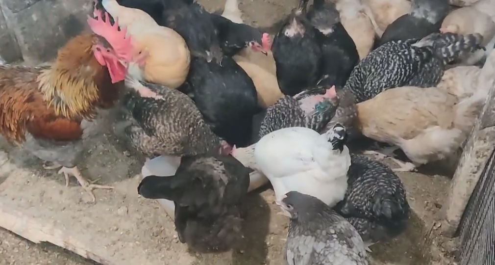 Натуральные способы увеличить яйценоскость