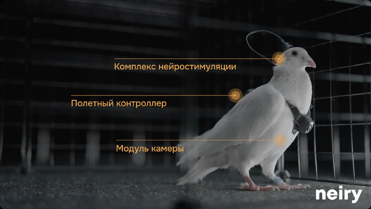 Технологии PGN-1, которые устанавливаются на голубей. Источник фото: официальная видеопрезентация Neiry