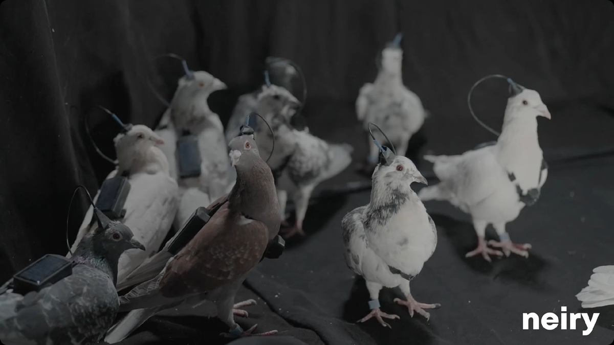 Голуби-биодроны с нейростимуляторами. Источник фото: официальная видеопрезентация Neiry