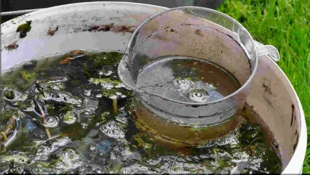 Как приготовить правильную фублю в условиях отдельно взятого огорода