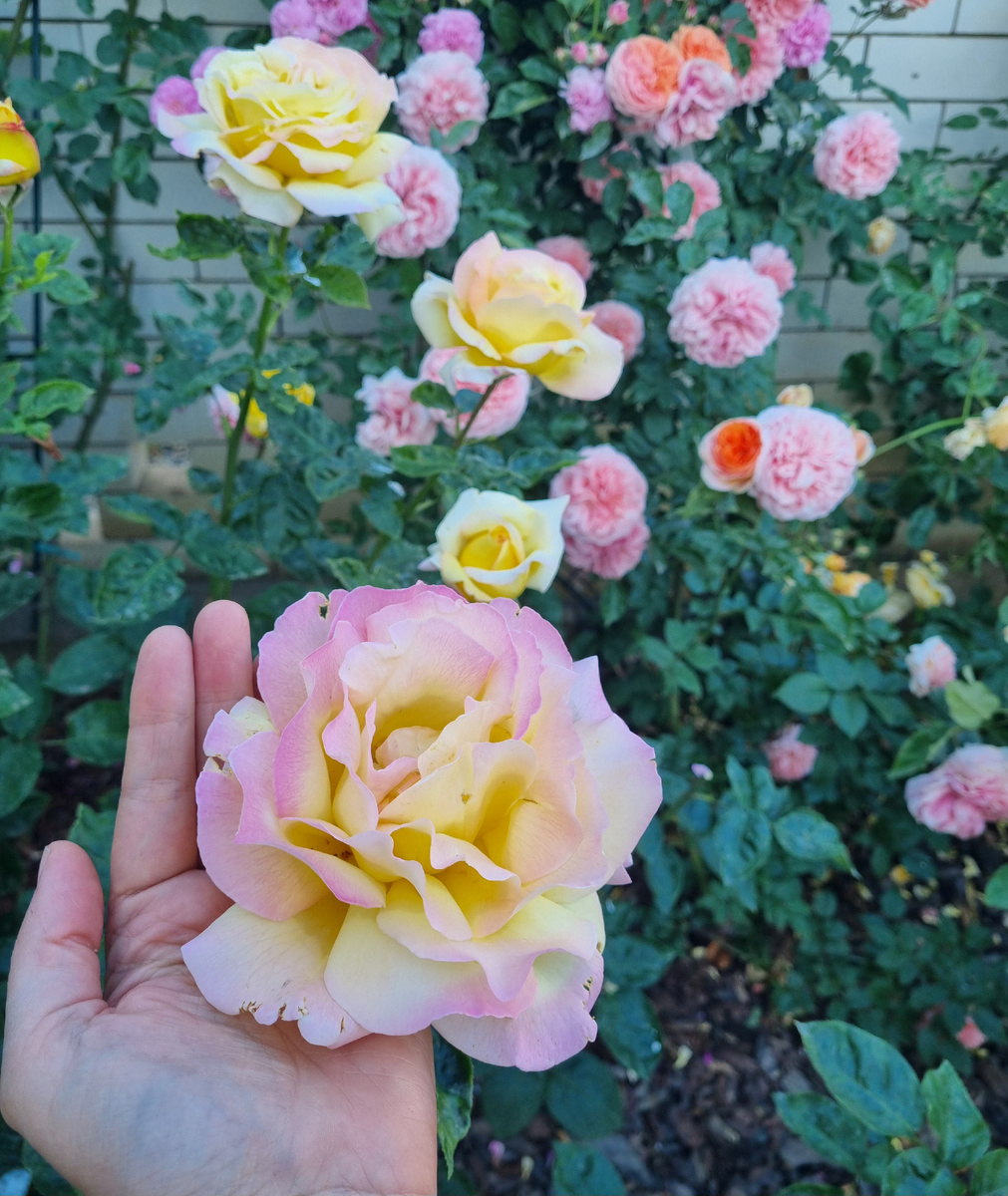 Роза 'Gloria Dei' в моем саду