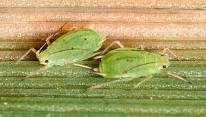 /  ФОТО предоставлено Пресс-центром ФГБУ Россельхозцентр по Ростовской области Администратор  📷
