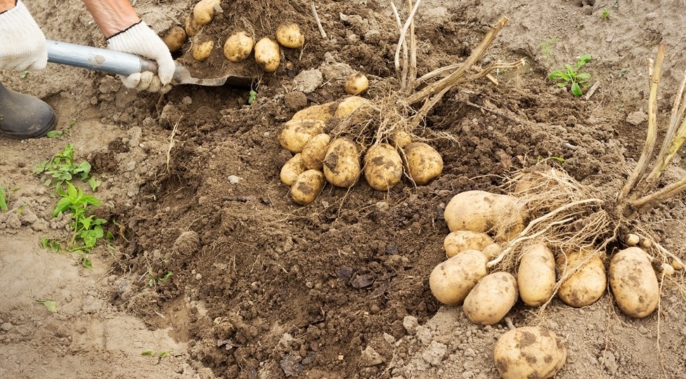 Собираю 60 ведер картошки там, где росло 5. Объясняю принцип