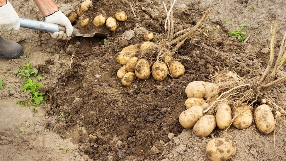 Реальный результат новой технологии - увеличение урожая в 12 раз