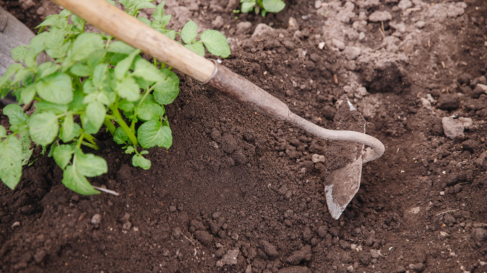 Формирую гребни высотой 12-15 сантиметров