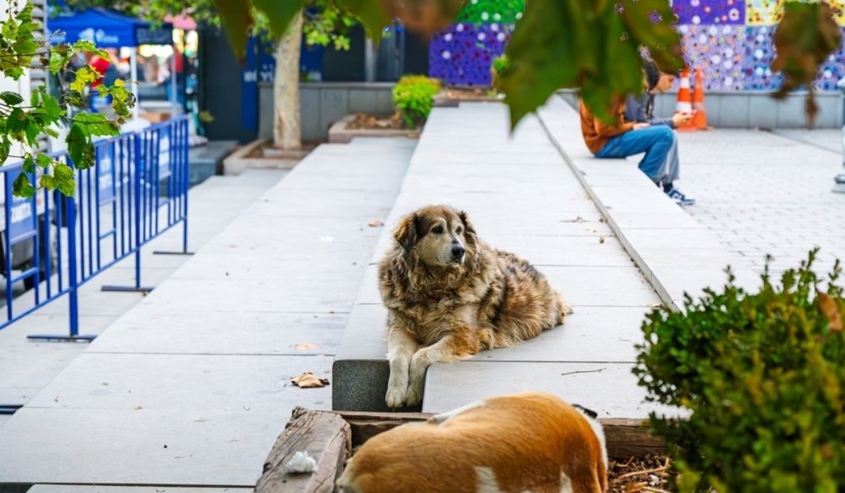 Фото: турецкая газета Daily Sabah