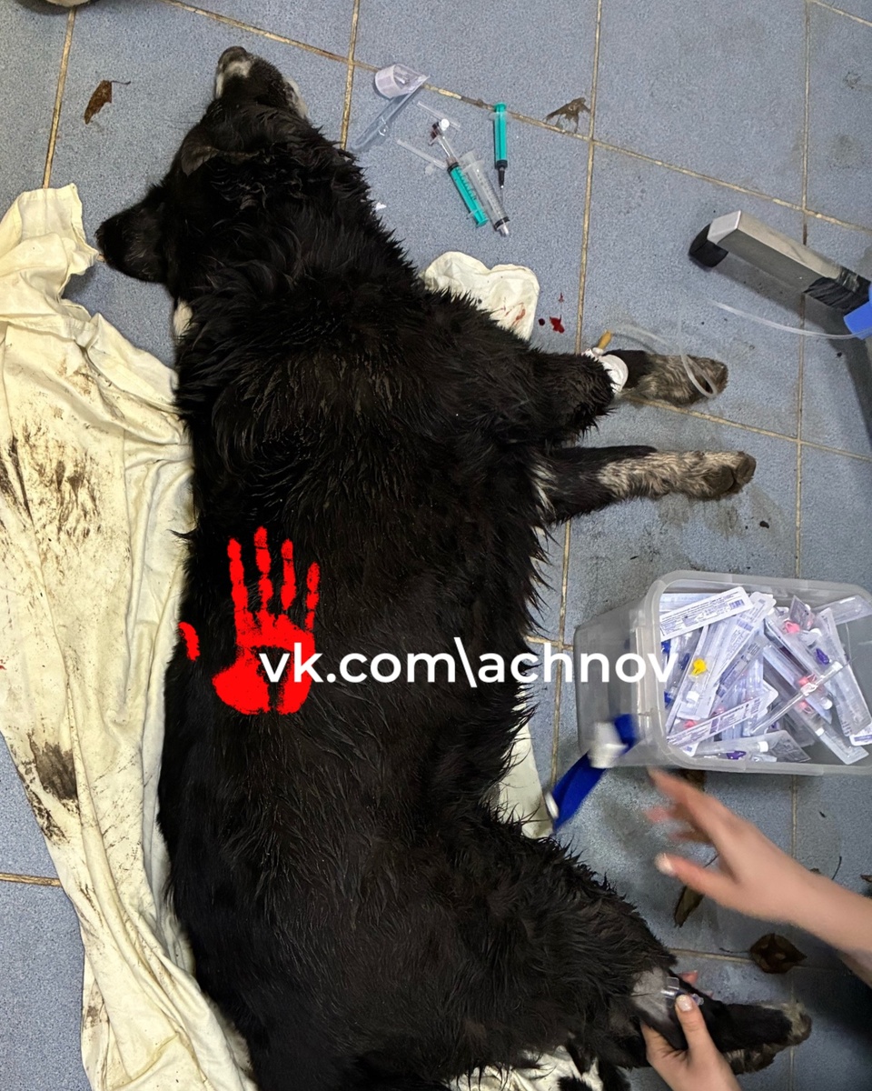 На фото - пострадавший пес