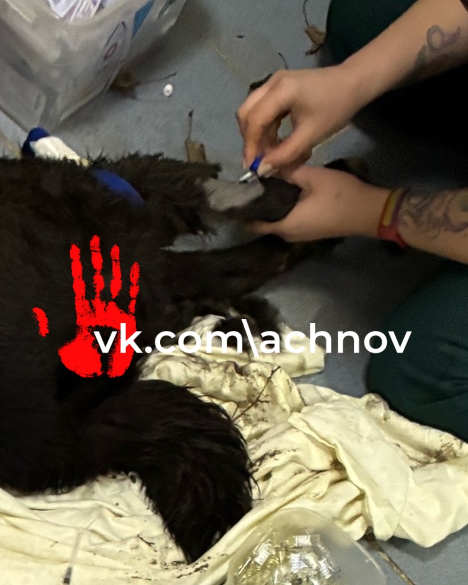 Собаку пытаюжтся спасти ветеринары