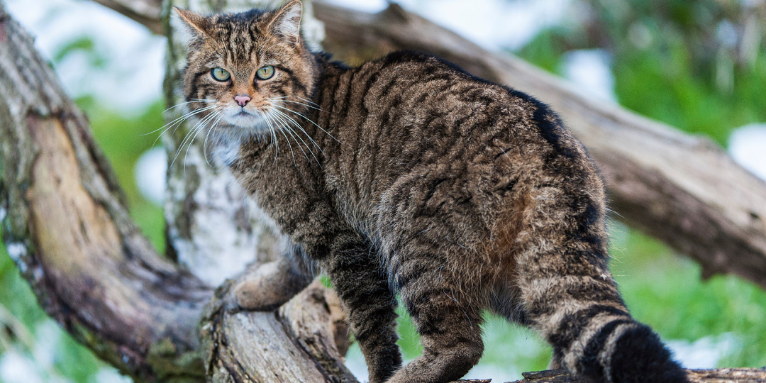 Всегда ли лучше забрать кошку с улицы? Почему жалость к "несчастной" кошке может создать проблемы и людям, и кошкам?