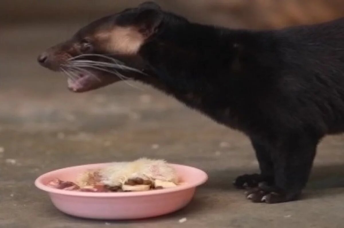    В Новосибирском зоопарке родились первые в РФ детеныши пальмовых циветт