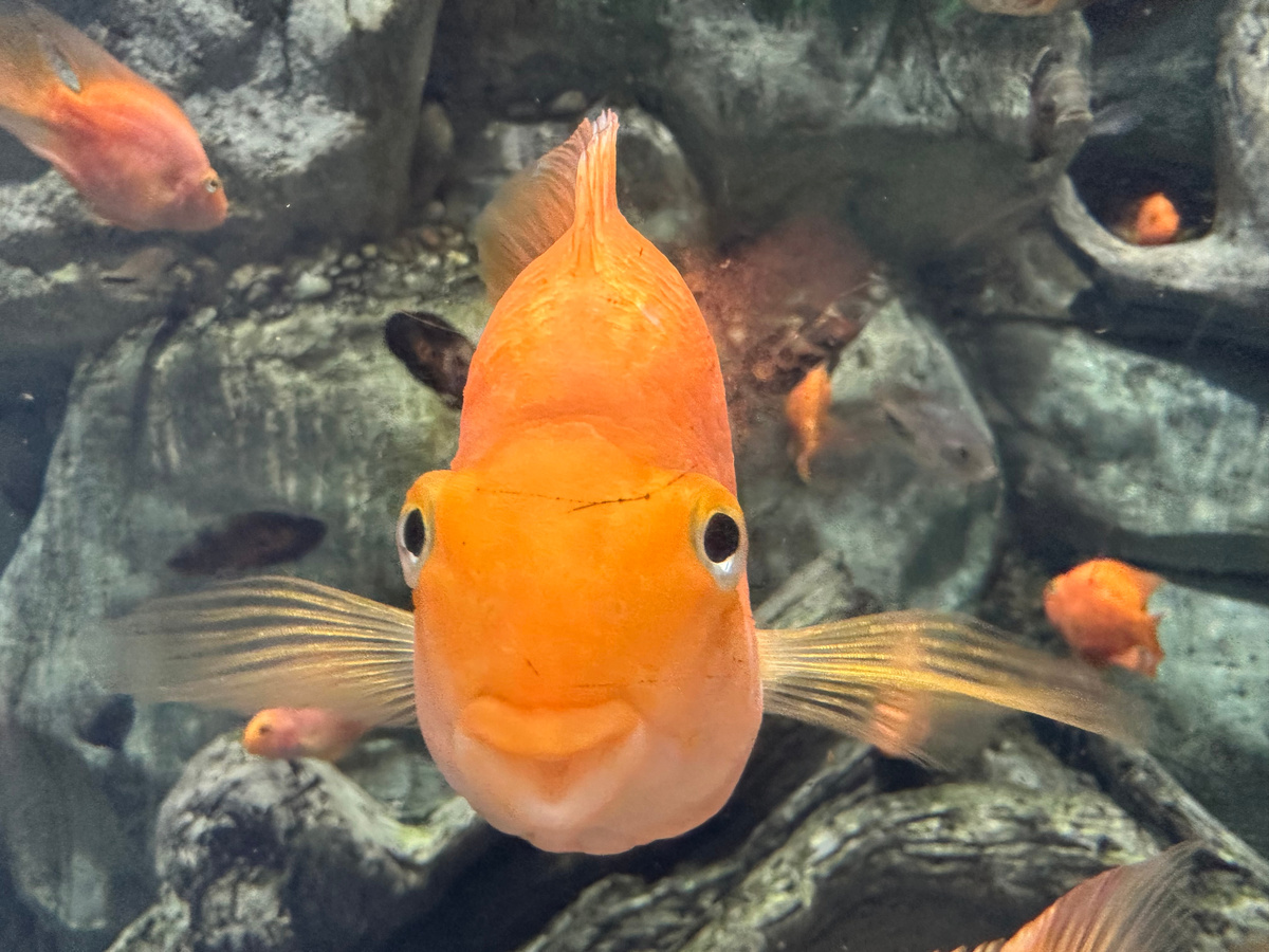 - Эй, сухопутные, Старика не видали?