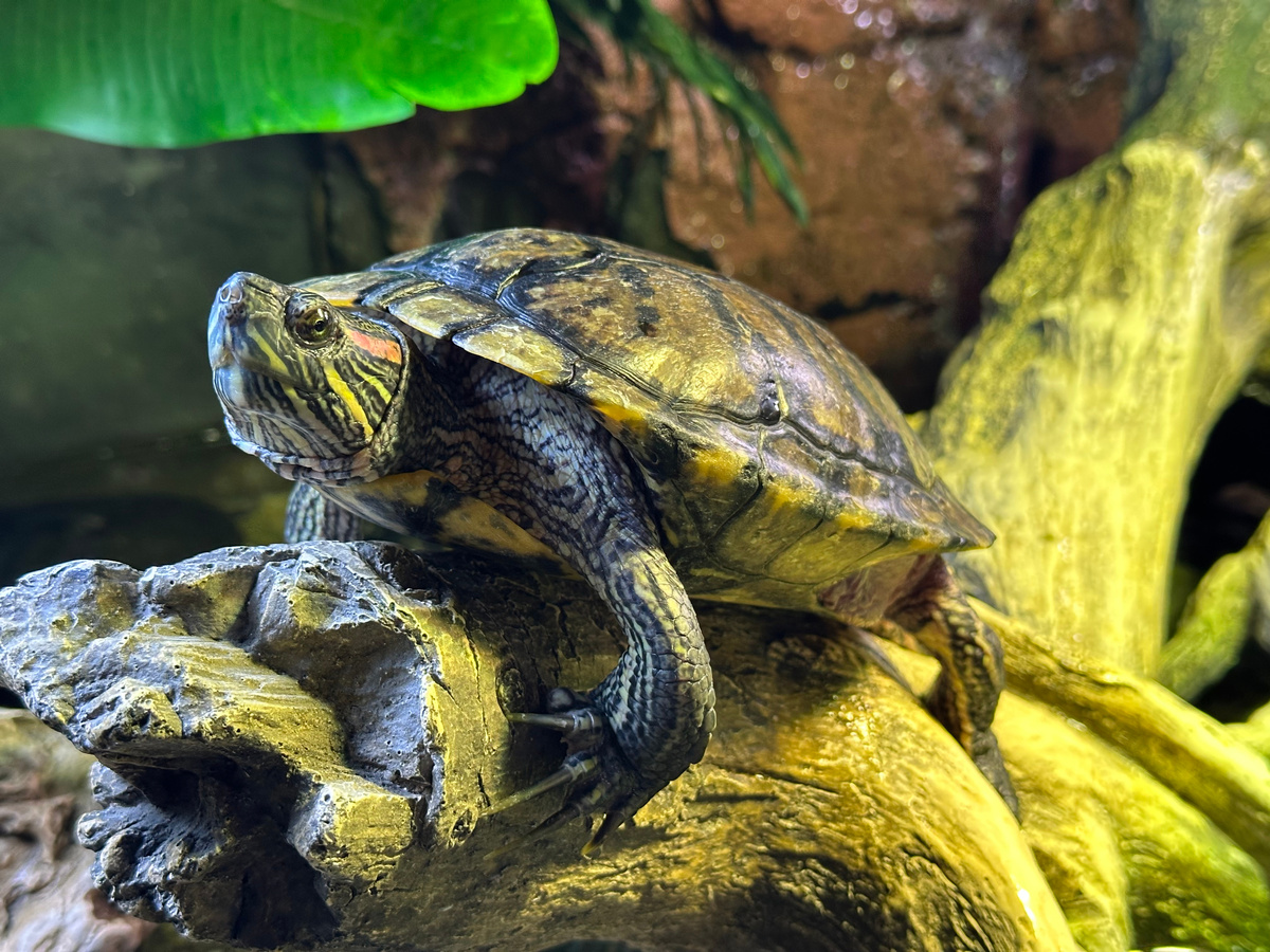 Нет, не Тортилла, я! Сестра ее... двоюродная!