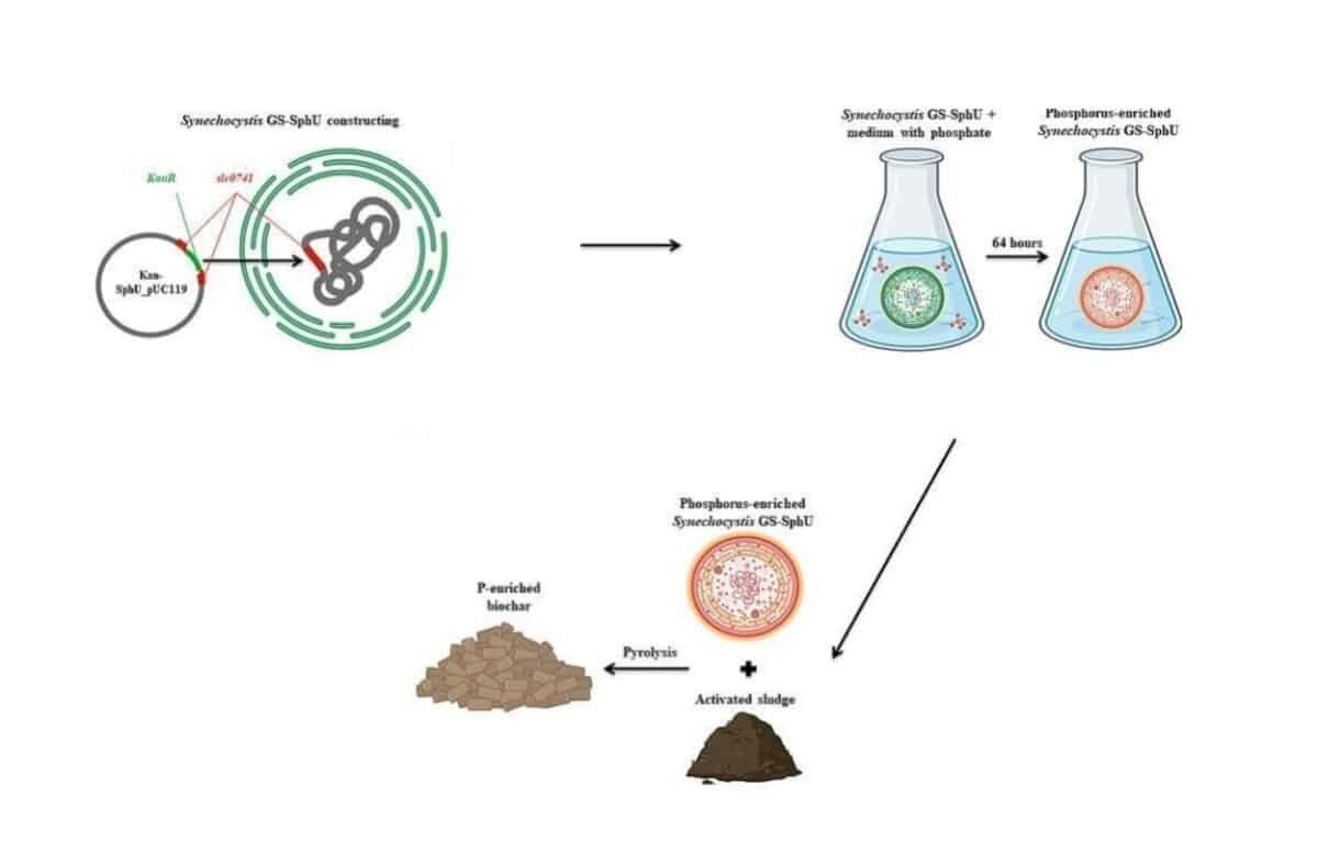    Схема технологического процесса / © Bioresource Technology