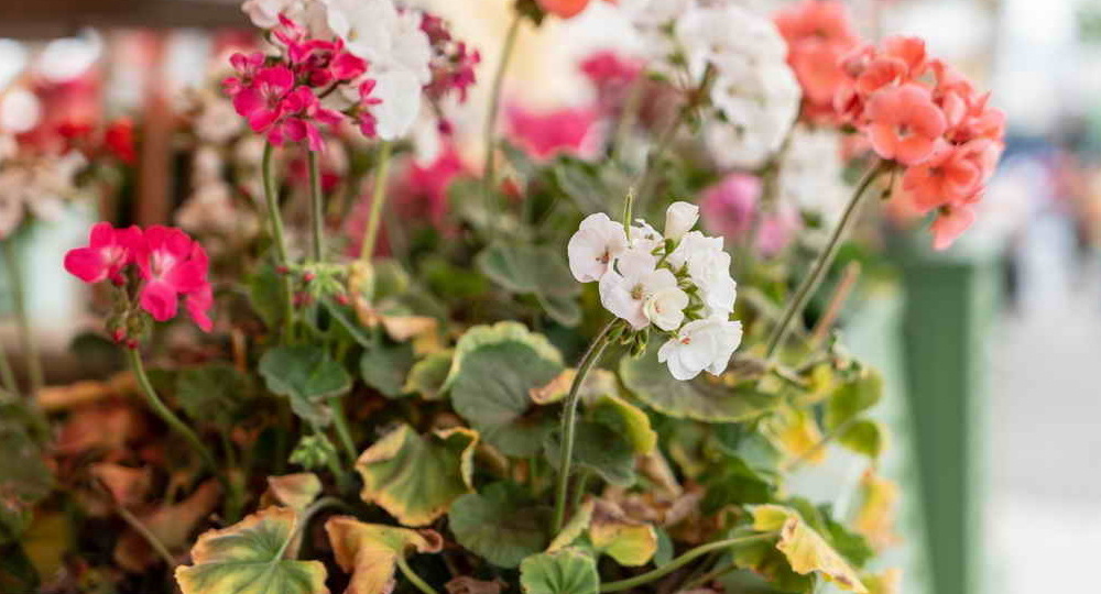 Зимой комнатные растения пропадают от 2 ошибок. Исправил за неделю