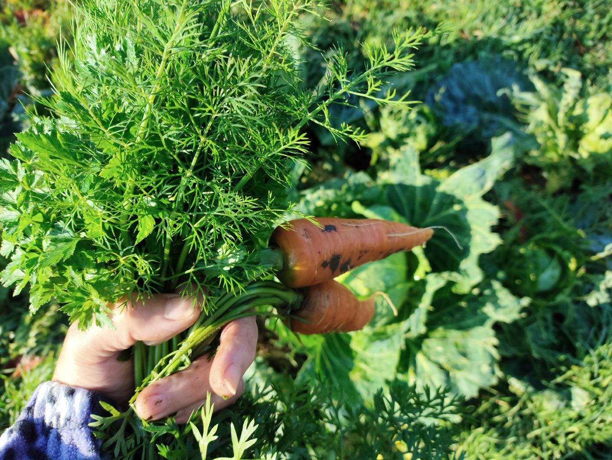 Морковка из серии Шантане. Люблю такую.