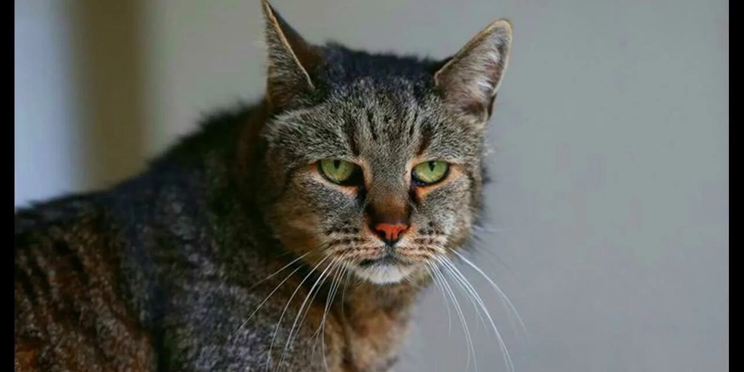 Признаки последних дней кошки