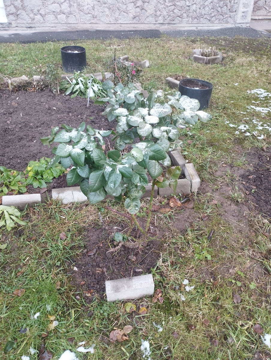 Розы и снег