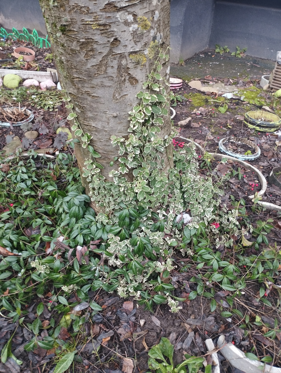 Не сдаются до декабря!