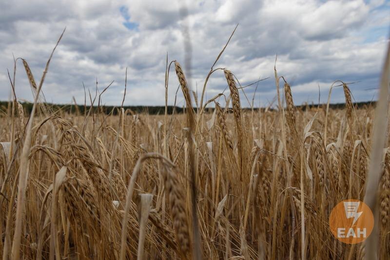    ЕАН. Пшеница
