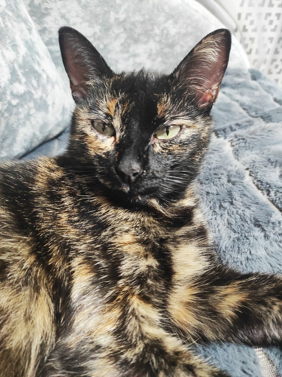 Что за тигр это кошка?!