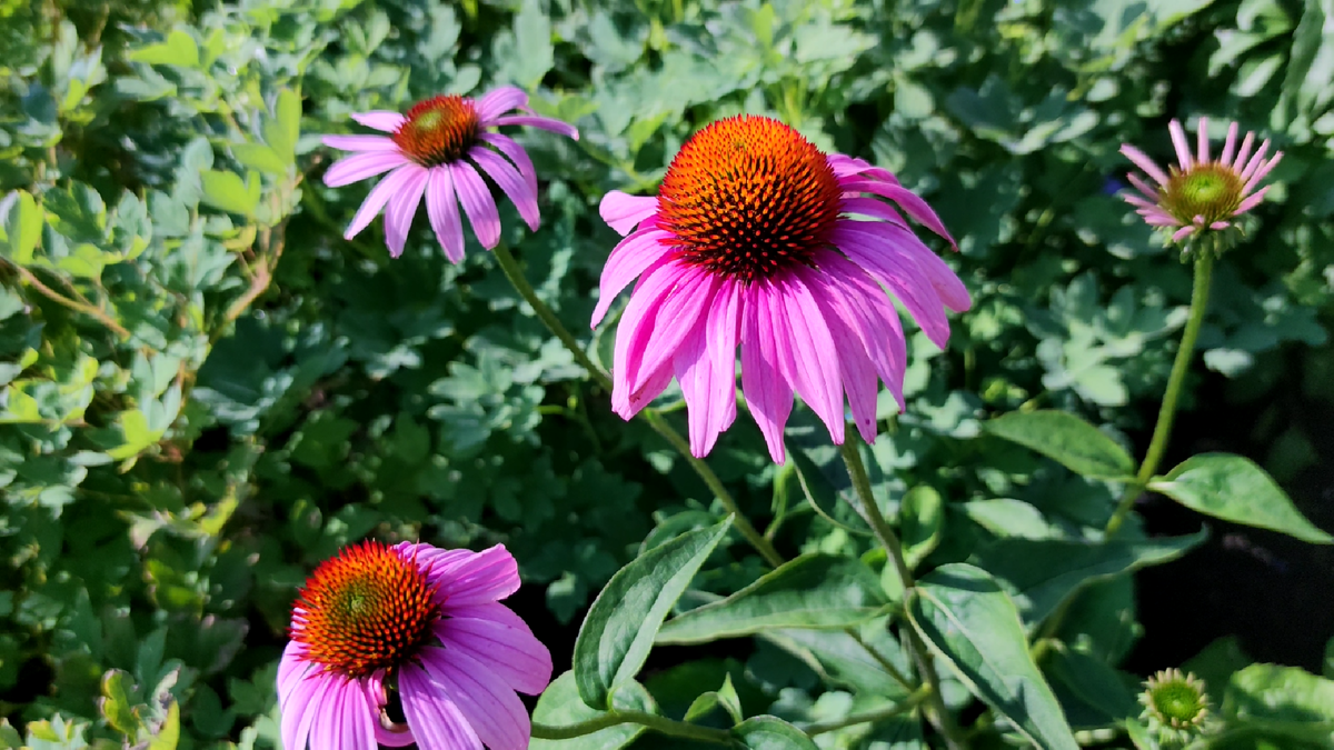 Эхинацея пурпурная (Echinacea purpurea)