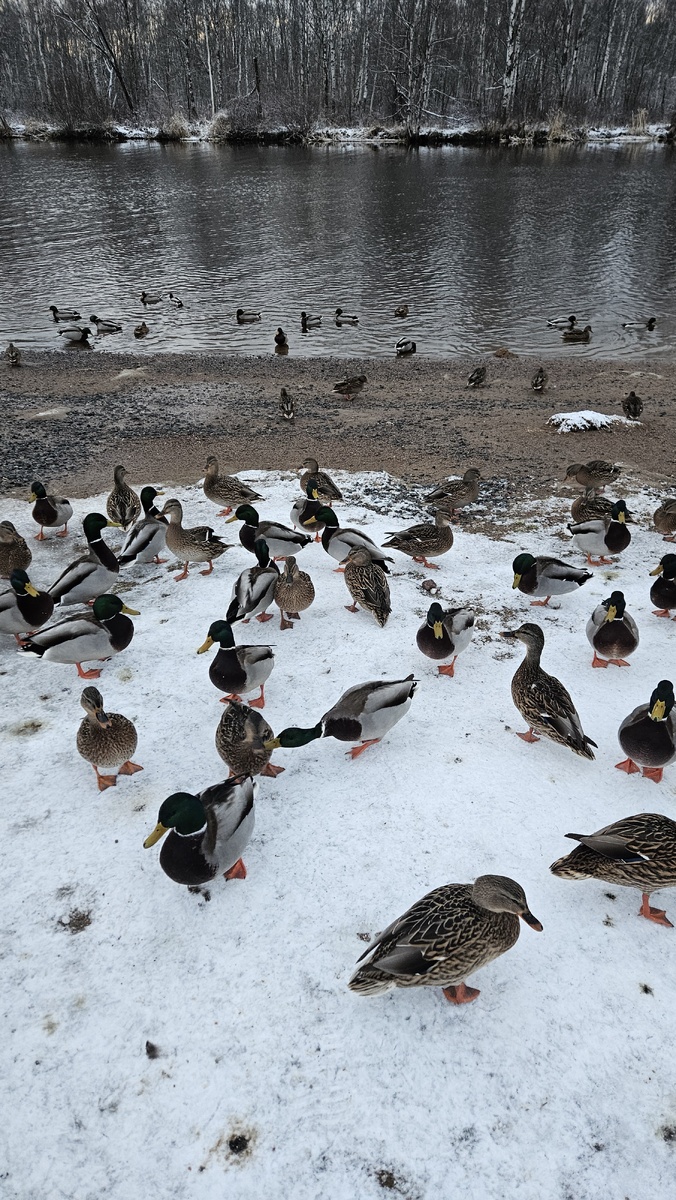 Кряква на реке Глухарка в Приморском районе Санкт-Петербурга (фотография автора).