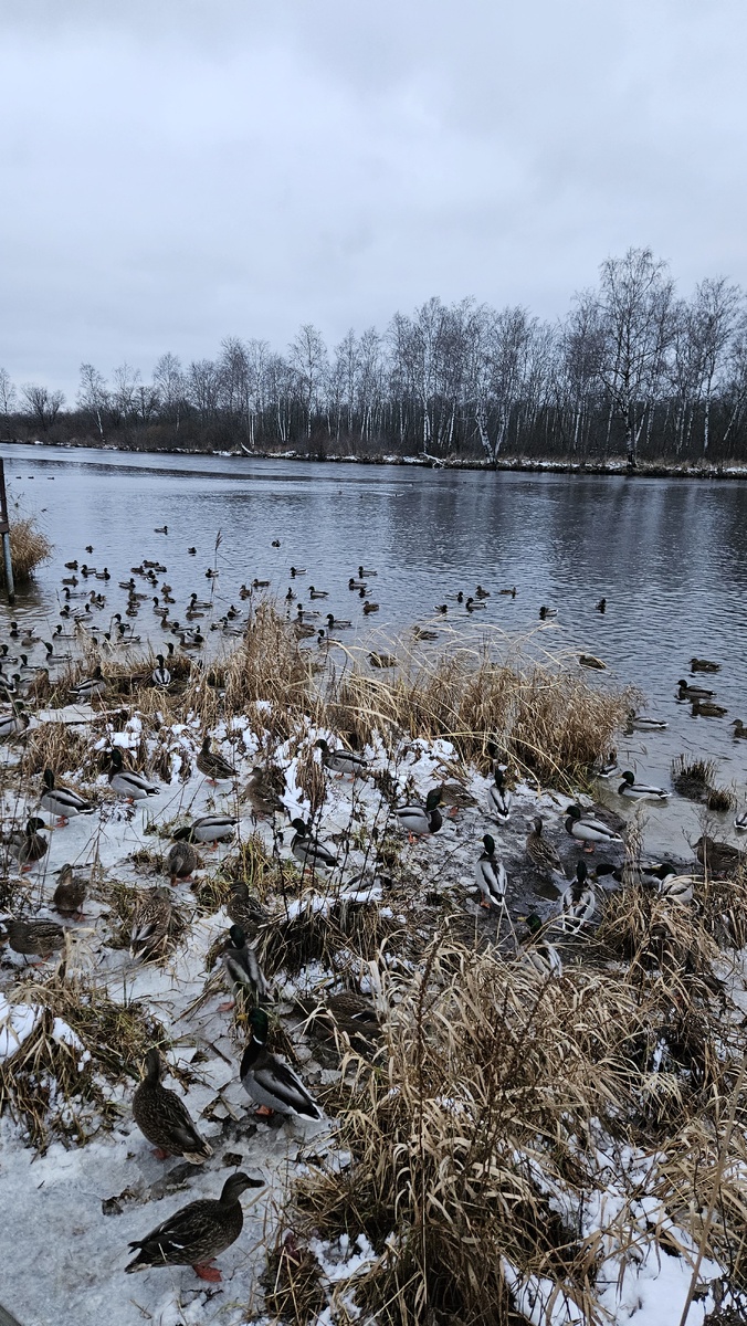 Кряква на реке Глухарка в Приморском районе Санкт-Петербурга (фотография автора).