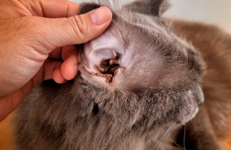 Бактериальная инфекция у кошек. Фото https://puainta.com/blogs/cats/cat-ear-infection-symptoms 