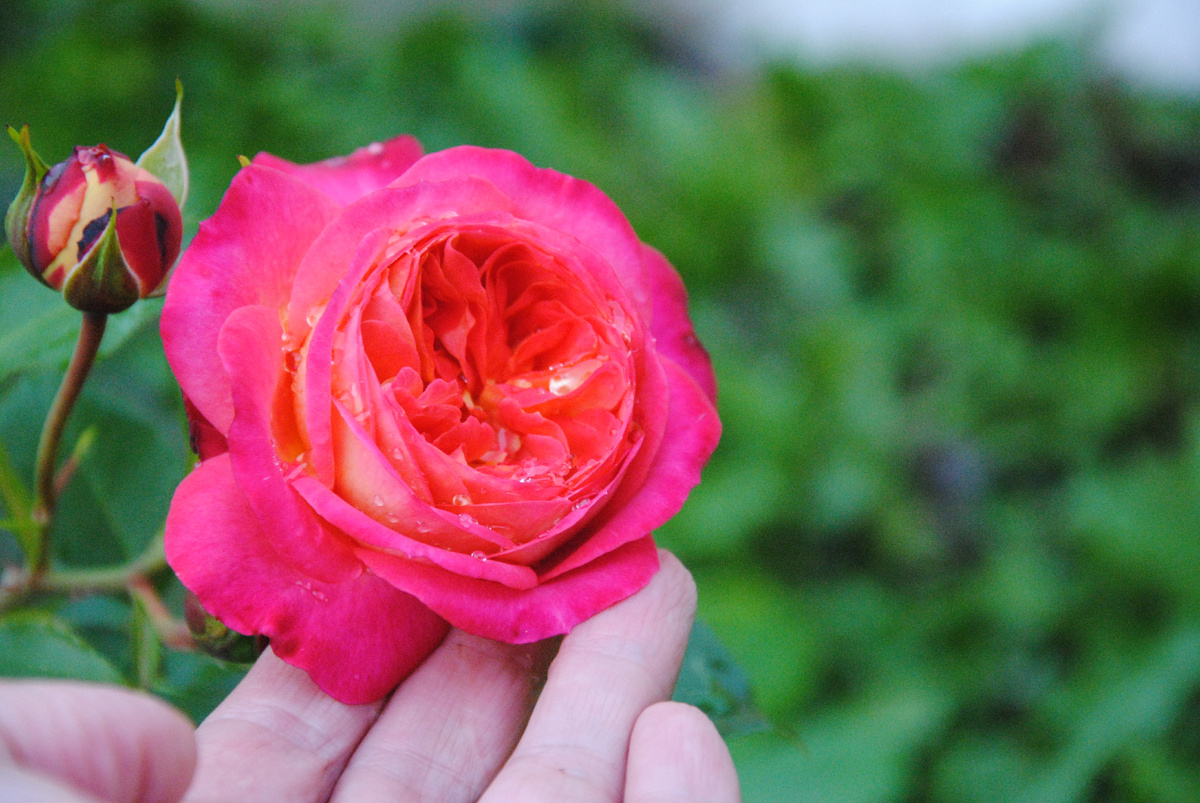 Роза Мидсаммер в моем саду