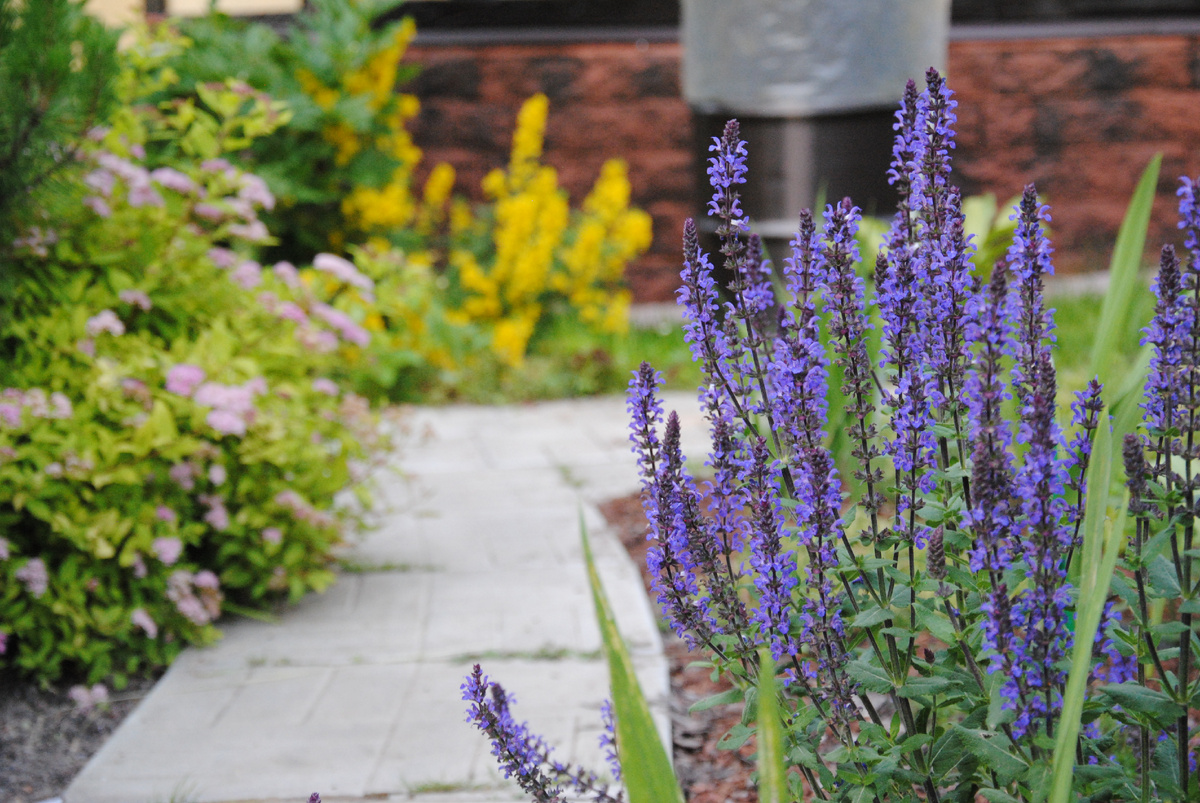 Мой сад летом 2025 г