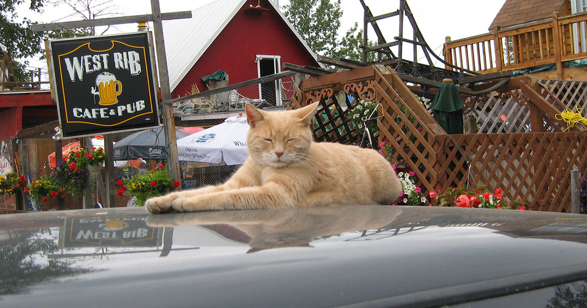 Jenni Konrad / Flickr