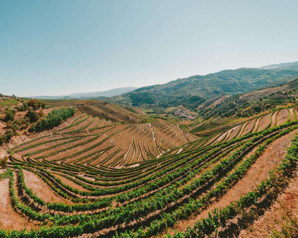 Карменер практически исчез из Европы, но возродился по другую сторону атлантики