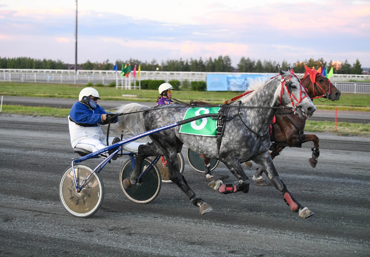 Рысаки на ипподроме