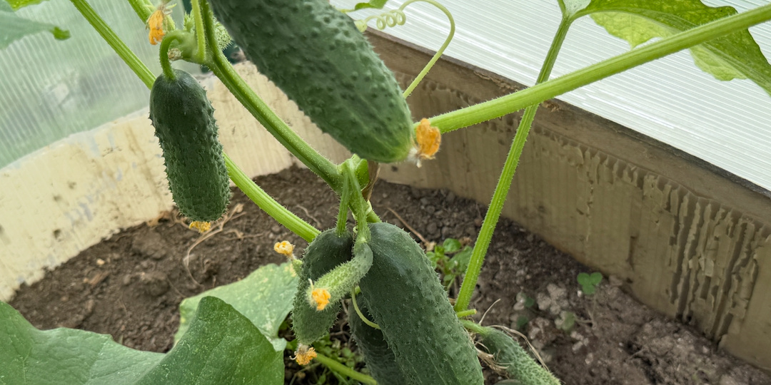 Семена этих огурцов сметают пачками — обязательно купите, если сможете их найти. Очень урожайные и не боятся холодов