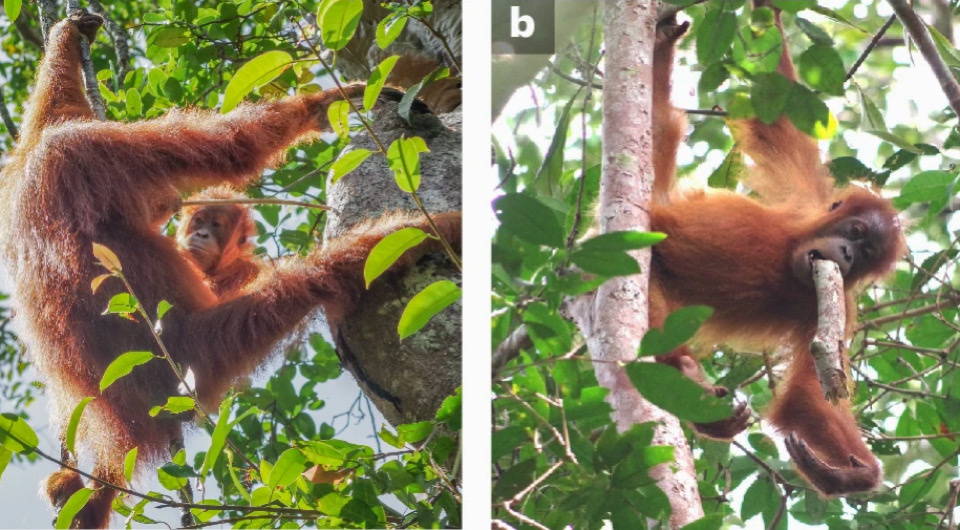   Elliot Howard-Spink et al. / Nature Human Behaviour, 2025