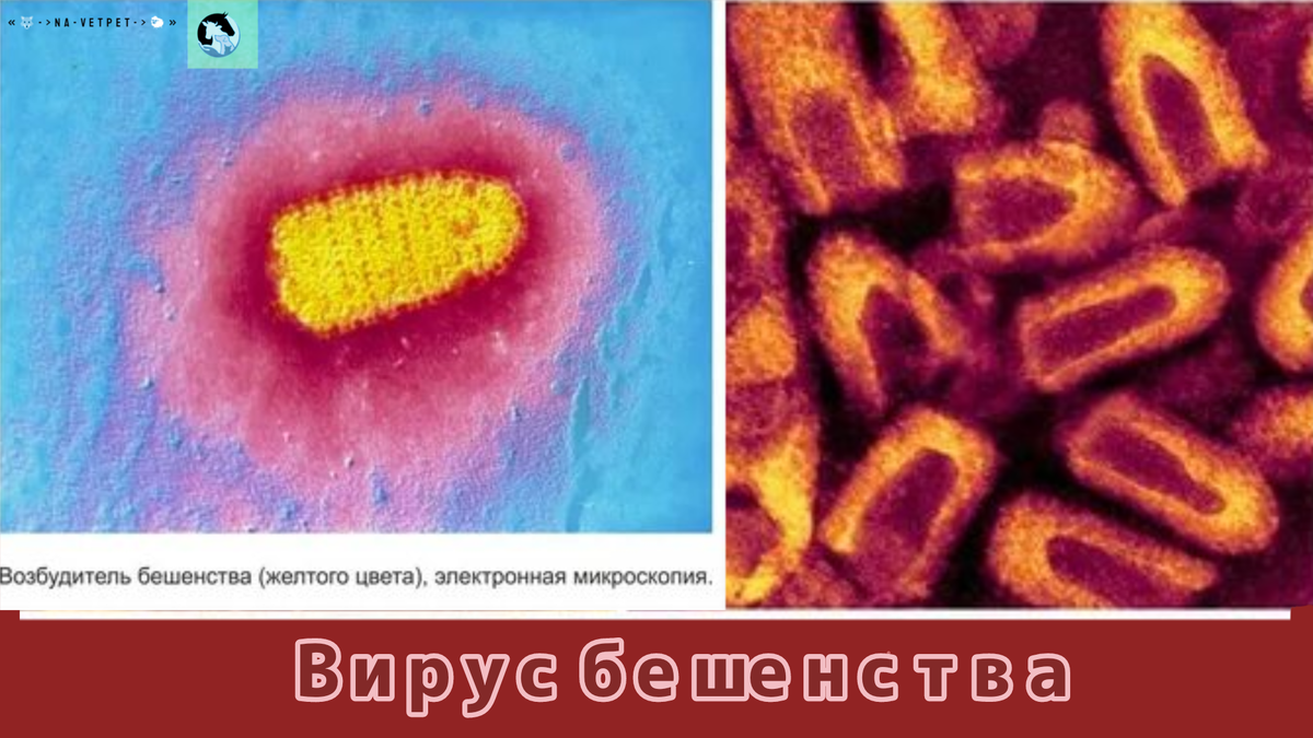 Вирус бешенства выглядит в виде пули! 